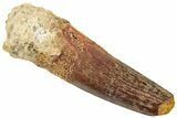 Fossil Spinosaurus Tooth - Real Dinosaur Tooth #322299-1